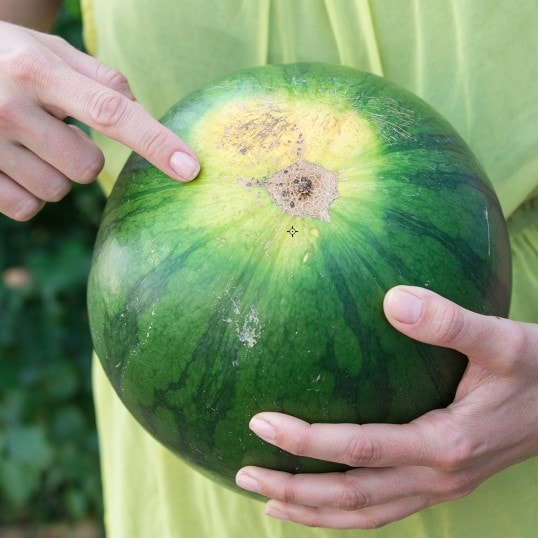 Görögdinnye és sárgadinnye: Csakugyan jól ismeri őket?  