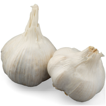 Česnek