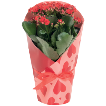 Kalanchoe v dárkové tašce