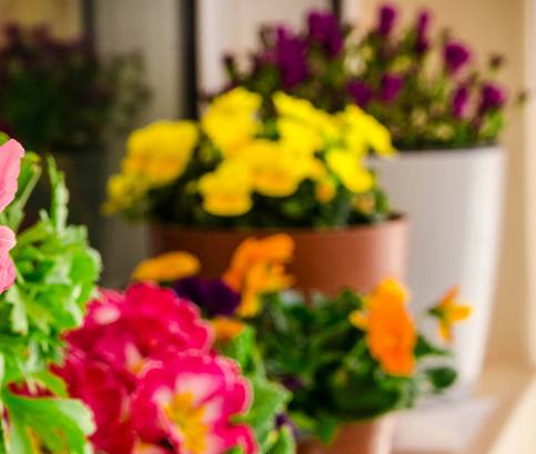 Kert a párkányon és az erkélyen