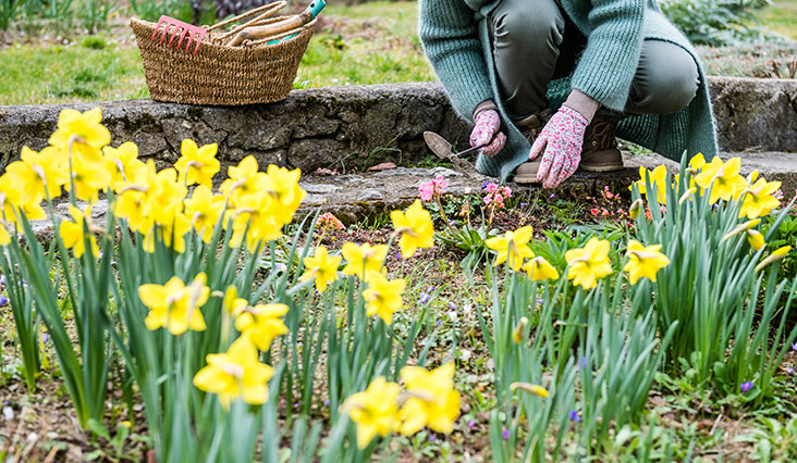 Marec v záhrade? Potešte sa jarnými kvetmi aj zeleninou