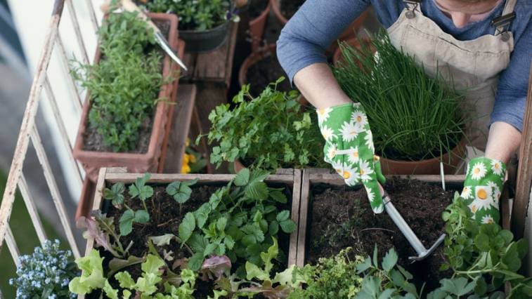 Kert az erkélyen: Mindig kéznél az eper és a paradicsom