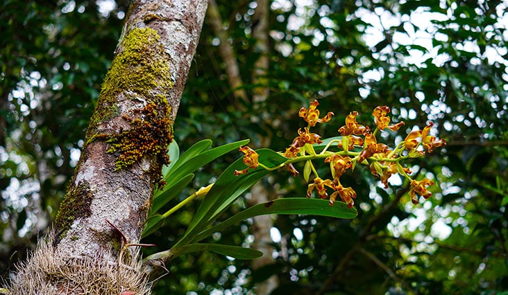 Az orchidea termesztés alapelvei 