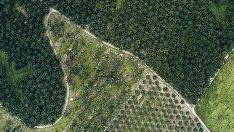 7 VECÍ, KTORÉ TREBA VEDIEŤ O PALMOVOM OLEJI