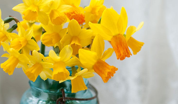 22 tipov, ako udržať kvety vo váze čo najdlhšie čerstvé