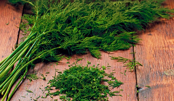 Kakukkfű, menta, kapor – gyógynövények az egészség szolgálatában 