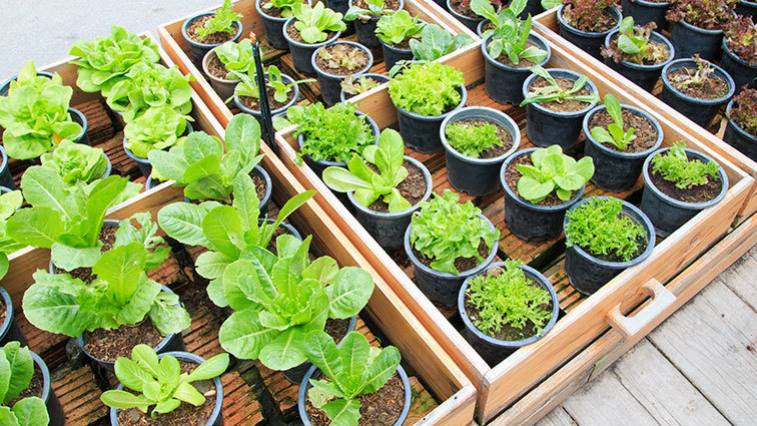 Zo semien vypestujete zeleninu aj kvety. Ako na to?