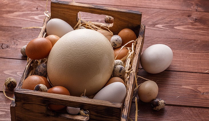 Kuriozity i fakta: 25 zajímavostí o vejcích