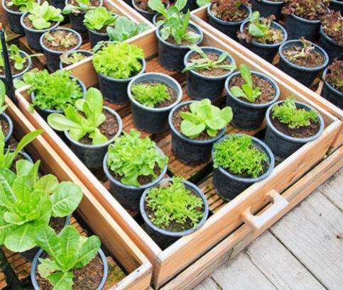 Termesszen magról zöldséget és virágot! 