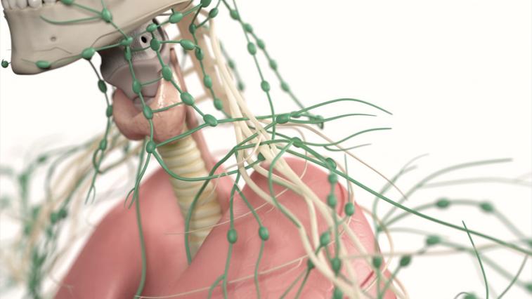 Váš ochranca: Zanedbať lymfatický systém sa nevypláca!