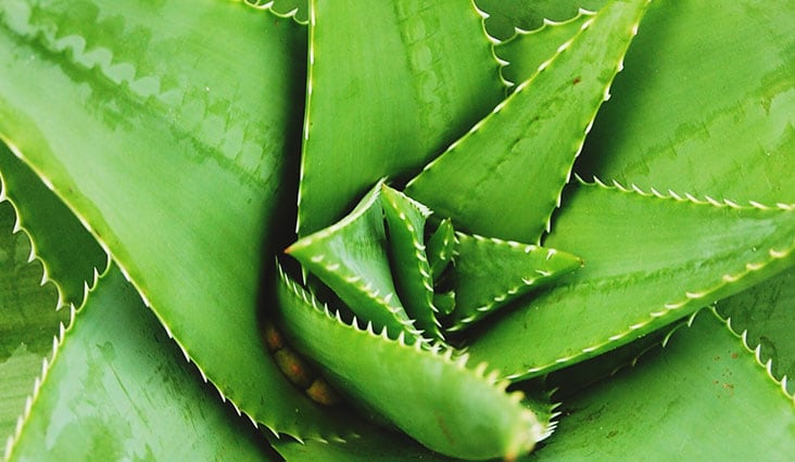 Krása i zdraví díky aloe vera