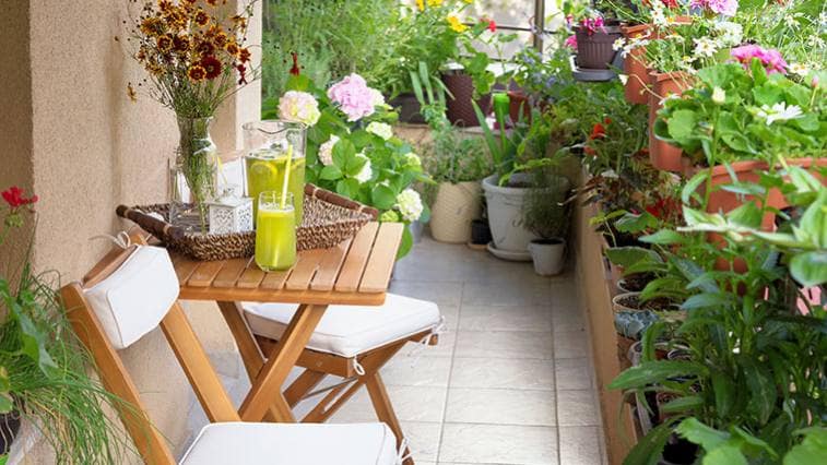 Balkonové květiny vybírejte podle světové strany