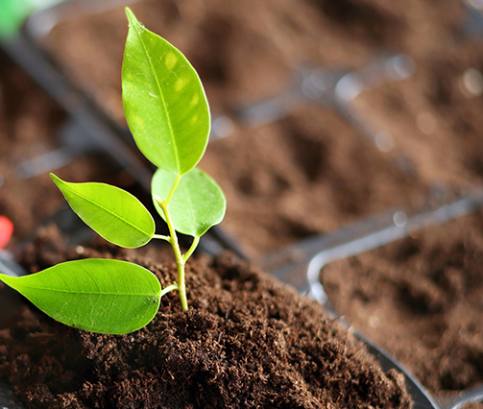 Nem elég gondosan öntözni a kertet...