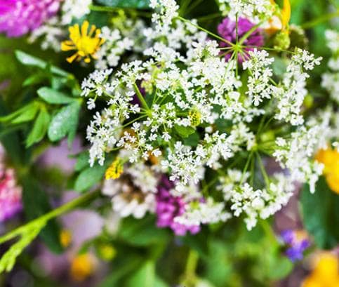 Virágnyelv - Mit jelképeznek a virágok?