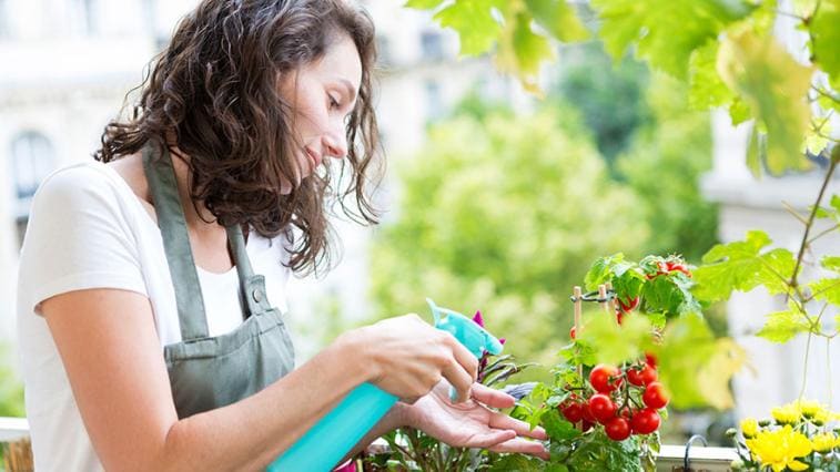 Zahrada na balkoně: Rajčata či jahody máte vždy poruce