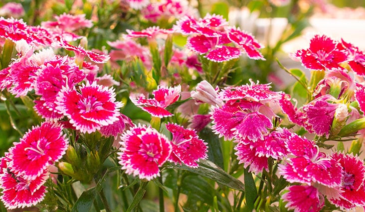 Így válasszon virágokat az erkélyre!