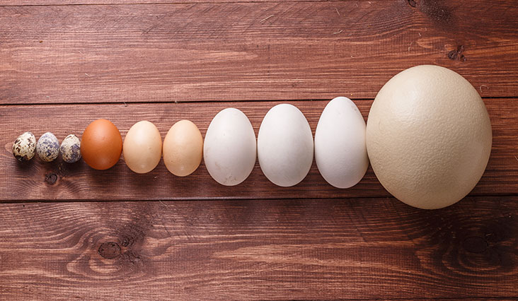 25 érdekesség és tény a tojásról