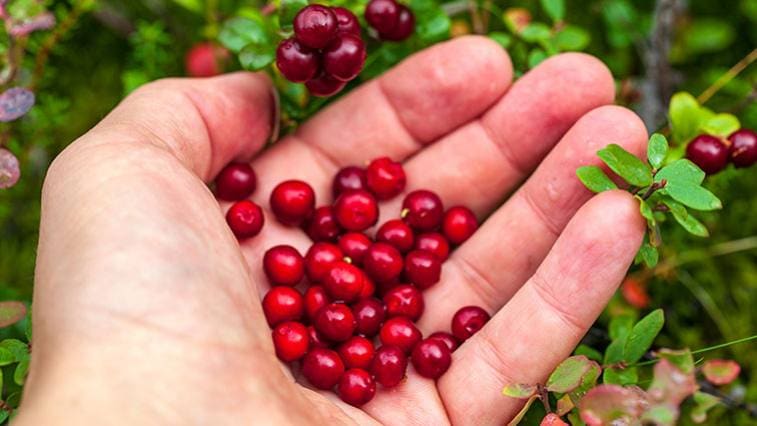 Vörösáfonya - nem csak isteni hozzávaló, gyógyhatása is egyedülálló
