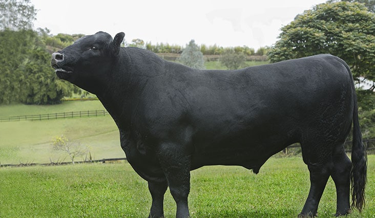 Az ízletes steak elkészítése művészet. Ön is megtanulhatja!