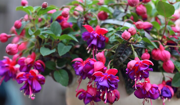 Balkónové kvety vyberajte podľa svetovej strany