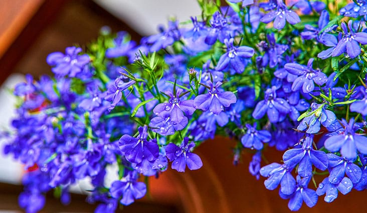 Így válasszon virágokat az erkélyre!