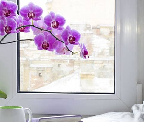 Az orchidea termesztés alapelvei 