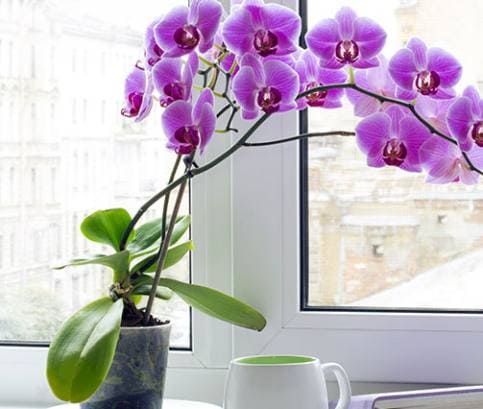 Zásady pěstování orchidejí pro dlouhé a bohaté kvetení