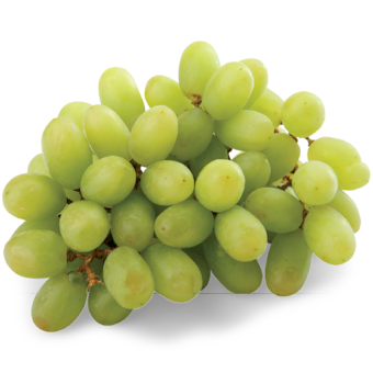 Hrozny révy vinné bílé bezpeckové