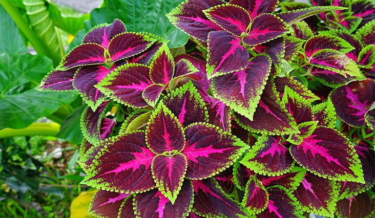 Így válasszon virágokat az erkélyre!