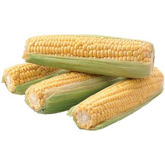 Kukuřice sladká