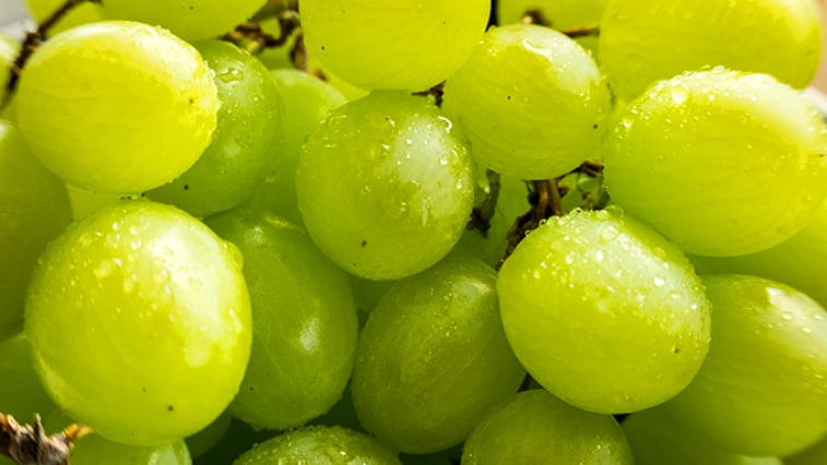 Hrozno má silné liečivé účinky, pomôže vám aj schudnúť