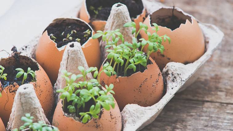 Objevte kouzlo obalů od vajec: Ozdobí váš dům i zahradu