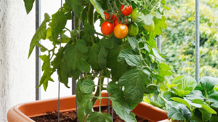 Pestovanie paradajok v kvetináči: Chce to teplo a vodu