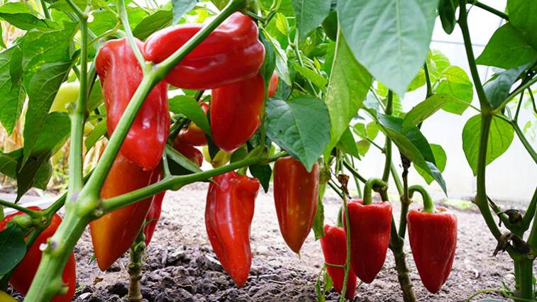 A paprika termesztése: Zsákban is gond nélkül megterem