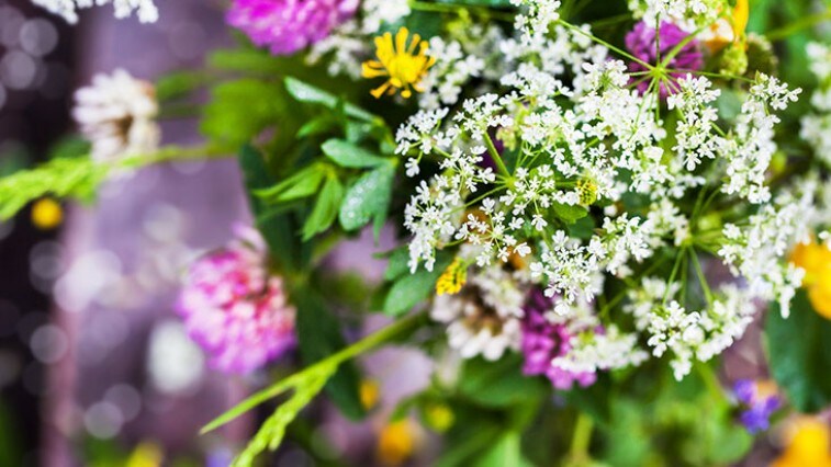 Virágnyelv - Mit jelképeznek a virágok?