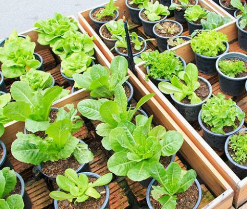 Ze semen vypěstujete zeleninu i květiny. Jak na to?