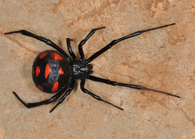 Čo uštiplo vaše dieťa? Odhaľte vinníka podľa bodnutia 