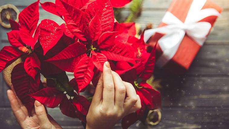 Mikulásvirág: a karácsony virágzó hírnöke