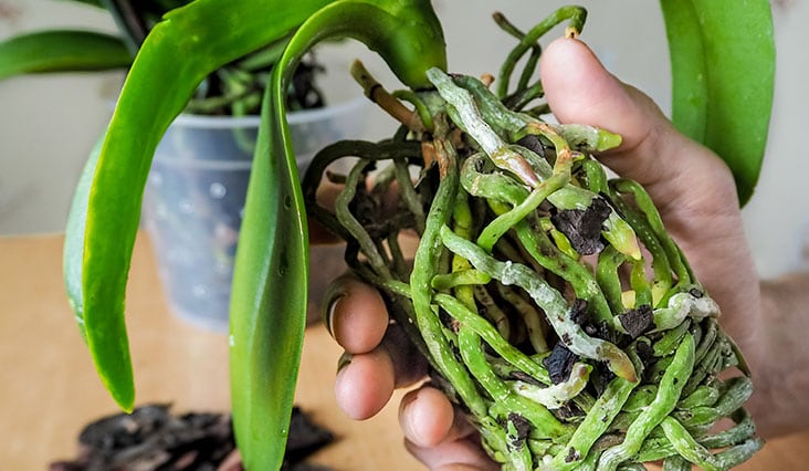 Az orchidea termesztés alapelvei 