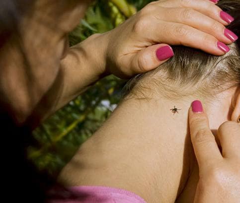 Prázdniny bez klíšťat: Encefalitida číhá v trávě 