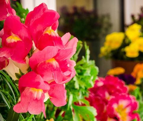 Zahrada na balkoně a na parapetu