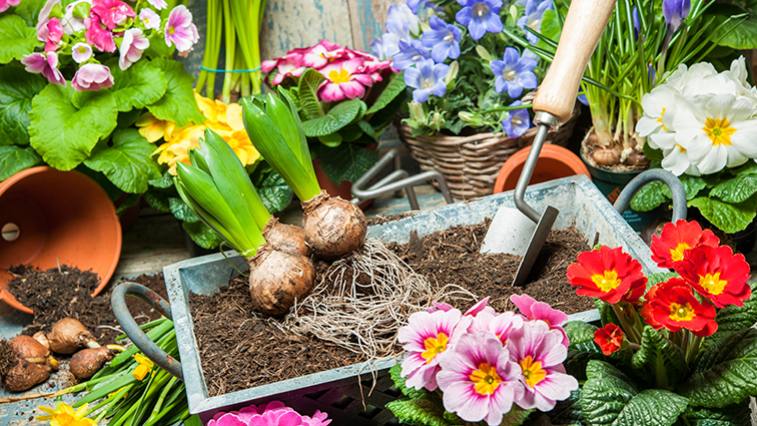 Záhrada pre začiatočníkov
