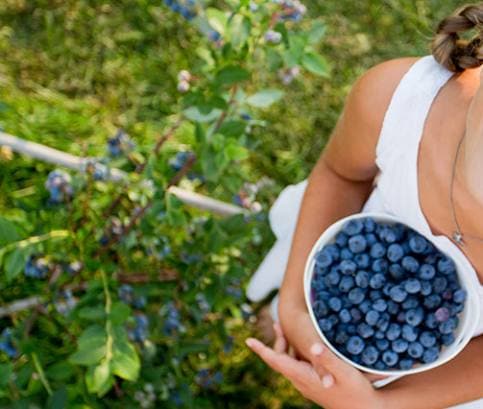 Zdravotné účinky bobúľ: Prečo jesť aróniu či maliny?