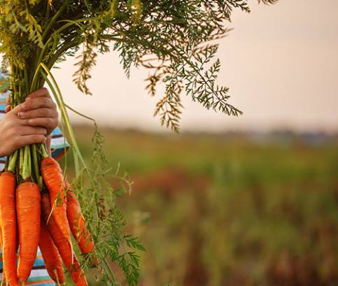 Répa – a gyerekek kedvenc egészséges zöldsége