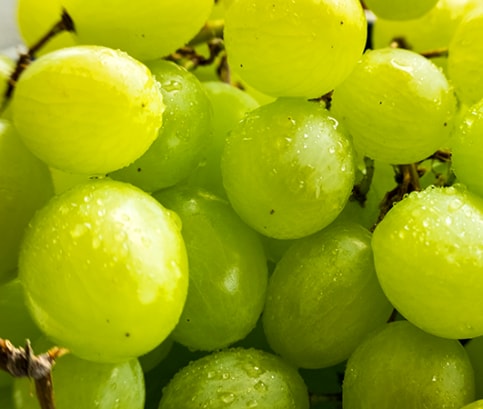 Hrozno má silné liečivé účinky, pomôže vám aj schudnúť