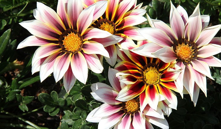 Így válasszon virágokat az erkélyre!