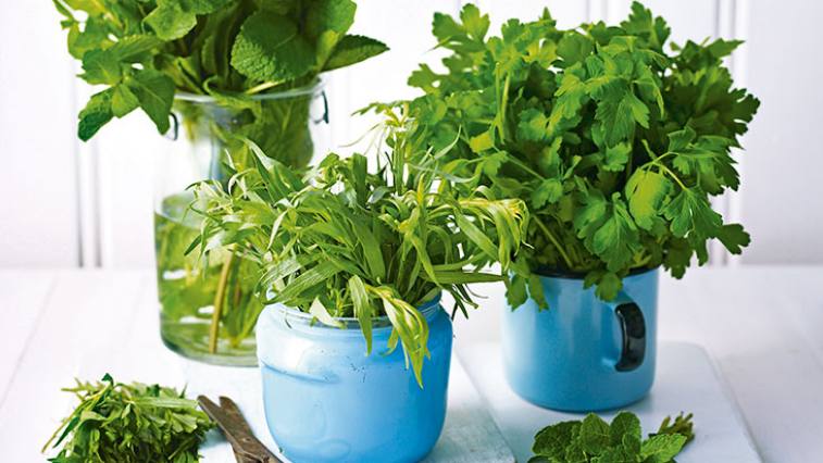 Kakukkfű, menta, kapor – gyógynövények az egészség szolgálatában