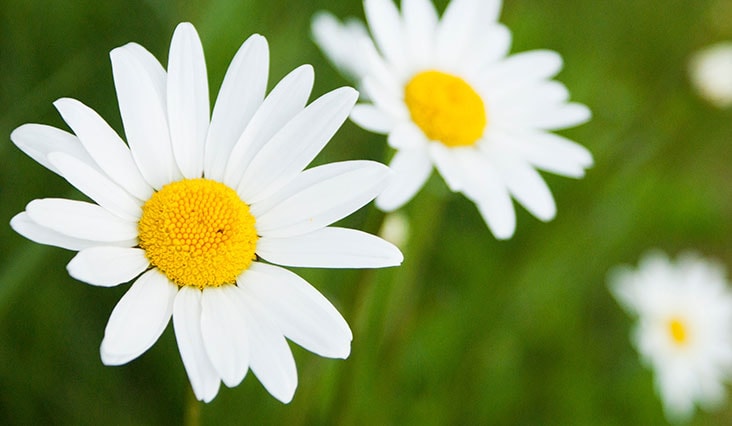 Virágnyelv - Mit jelképeznek a virágok?