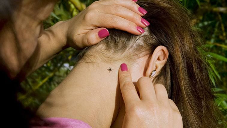 Nyaralás és kullancsok