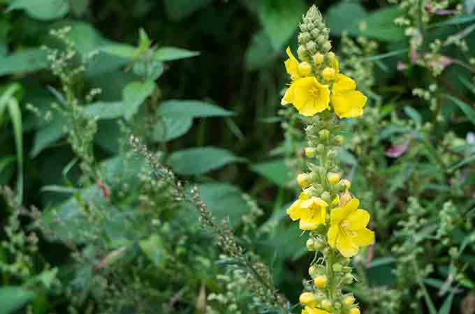 Na boj proti alergii si vezmite týchto 7 byliniek